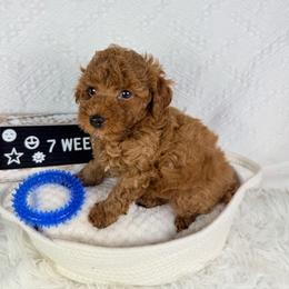Tomato - Red  male Poodle puppy in Florida from Adorable Toy-Miniature Poodles