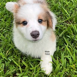 Orange collar - White and red male Pembroke Welsh Corgi puppy in Port Republic, Maryland from Bestfurends