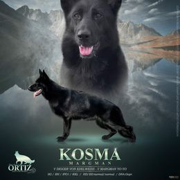 Kosma - German Shepherd