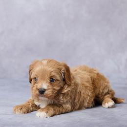 Axel - Red male Cavapoo puppy in Apple Creek, Ohio from Grandeur Valley Puppies
