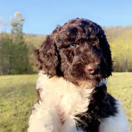 Goldendoodle Puppies from Harrington Doodles