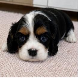 Vienna - Tri-color female Cavalier King Charles Spaniel puppy in Mount Dora, Fl, Florida from Breezy Palms Cavaliers