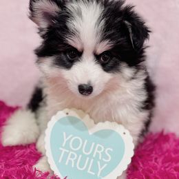 Jaq - Pomsky puppy from Elle Pomsky