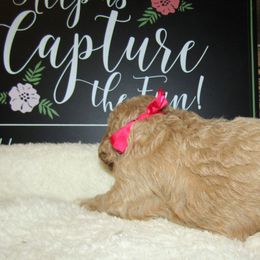 Goldendoodle and Poodle Puppies from David & Patricia Elliott