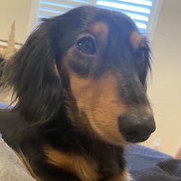 Ari - Dachshund