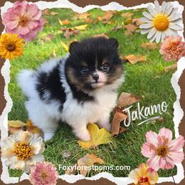 Jakamo - Tri-colored male Pomeranian puppy in Eatonville, Washington from Foxy Forest Poms