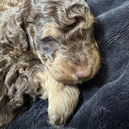 Poodle Puppies from Noelle Poodles