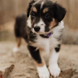 Old Time Scotch Collie Puppies from The Fiddlesticks Farm