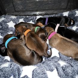Dachshund Puppies from Hayden’s darling doxies