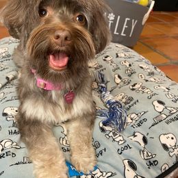 Havanese Puppies from Havareese Havanese