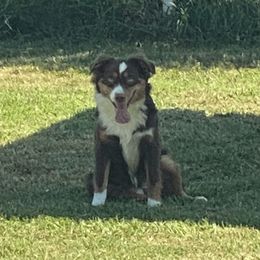 Miniature Australian Shepherd and Toy Australian Shepherd All Grown Up from Aussies by Mary at Temple Ranches