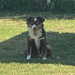 Miniature Australian Shepherd and Toy Australian Shepherd All Grown Up from Aussies by Mary at Temple Ranches