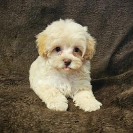 Maltipoo Puppies from Doggies4you