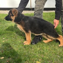 Boy 1 - Black and red male German Shepherd puppy in Nokesville, Virginia from Blauen Bergen