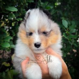 River - White blue merle and tan male Shetland Sheepdog puppy in Windsor, Colorado from Shirehill Shelties