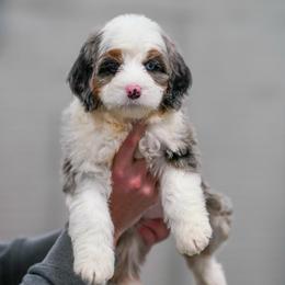Bellweather - Merle female Bernedoodle puppy in Dundee, Ohio from Down Home Doodle