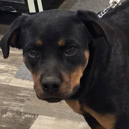 Rottweilers from Vagabond Rottweilers