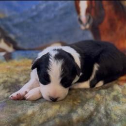 Parsley (Girl 1) - Tri-color female Border Collie puppy in Mosheim, Tennessee from Elawodi Border Collies