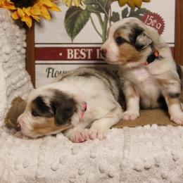 Australian Shepherd Puppies from Cooper Ridge Aussies