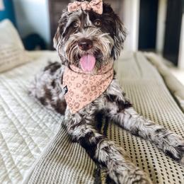 Birdie - Goldendoodle