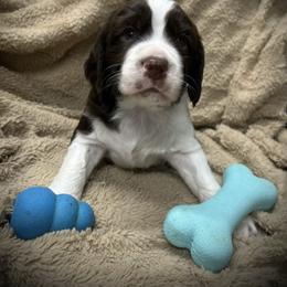 Ulyssess - Liver and white male English Springer Spaniel puppy in Clear Lake, South Dakota from Coteau Springers