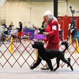 Portuguese Water Dog All Grown Up from Southern Splash