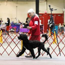 Portuguese Water Dog All Grown Up from Southern Splash