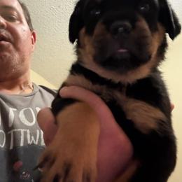 Green boy - Black and mahogany male Rottweiler puppy in Colorado Springs, Colorado from Von Locher Rotties