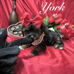 York - Black and tan male Yorkipoo puppy in Pennsauken, New Jersey from Noir Luxe Litters of NJ