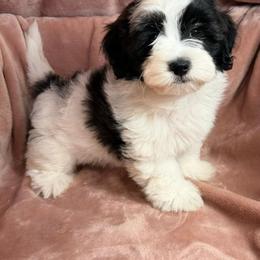 Charlie - Black and white male Havanese puppy in Maryville, Missouri from Dreamworks Havanese