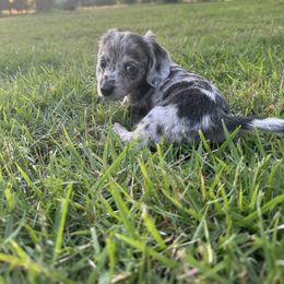 Dachshunds and Dalmatians from Double B