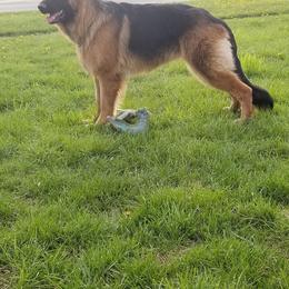 Remi - German Shepherd