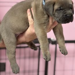 Blue - Gray and fawn male Cane Corso puppy in Pollock Pines, California from Capitol City Cane Corso