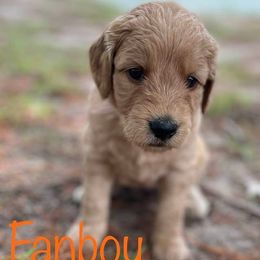 Goldendoodle Puppies from Raintree Lakes Doodles