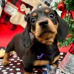 Miss Rayna - Black and tan female Dachshund puppy in Ben Wheeler, Texas from P&P Dachshunds