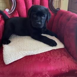 Girl 2 - Black female Labrador Retriever puppy in Maynardville, Tennessee from Three Bears Labradors