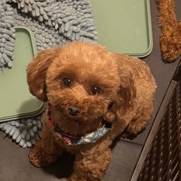 Ruby - Poodle