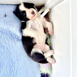 Border Collie Puppies from Ferry Hill Farm