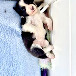 Border Collie Puppies from Ferry Hill Farm