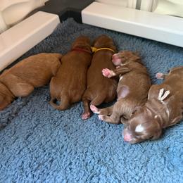 Cruz - Red  male Goldendoodle puppy in Pine Grove, California from Lundee Doodles