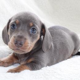 Vivi - Blue and tan female Dachshund puppy in Fairfax, Iowa from Grayson’s Lovable Dachshunds