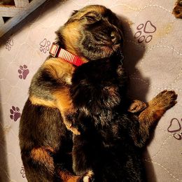 German Shepherd Puppies from Ewig Krieger Kennels