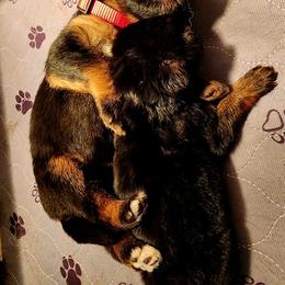 German Shepherd Puppies from Ewig Krieger Kennels