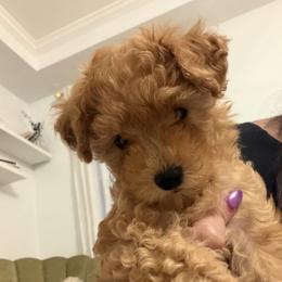 Dash - Apricot male Poodle puppy in Lawrenceville, Georgia from Sealy Toy Poodles