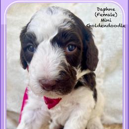 DAPHNE - Parti female Goldendoodle puppy in Houston, Texas from Pia’s Doodle Poodle Wag