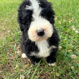 Chanel with training - Black and white female Bernedoodle puppy in Boonville, North Carolina from Doods & Dolls