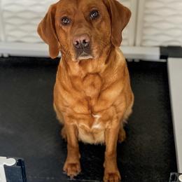 Bea - Labrador Retriever