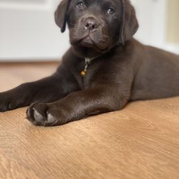 Labrador Retriever Puppies from Lonestar Labradors C&E