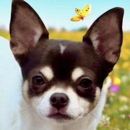 MARIGOLD - Chihuahua