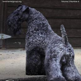 Kerry Blue Terriers from BlueAire